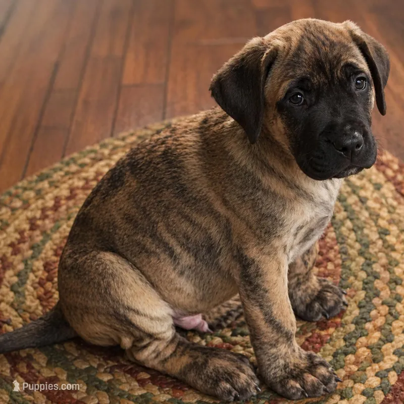 Zeus – Perro de Presa Canario puppy for sale in Anson, ME