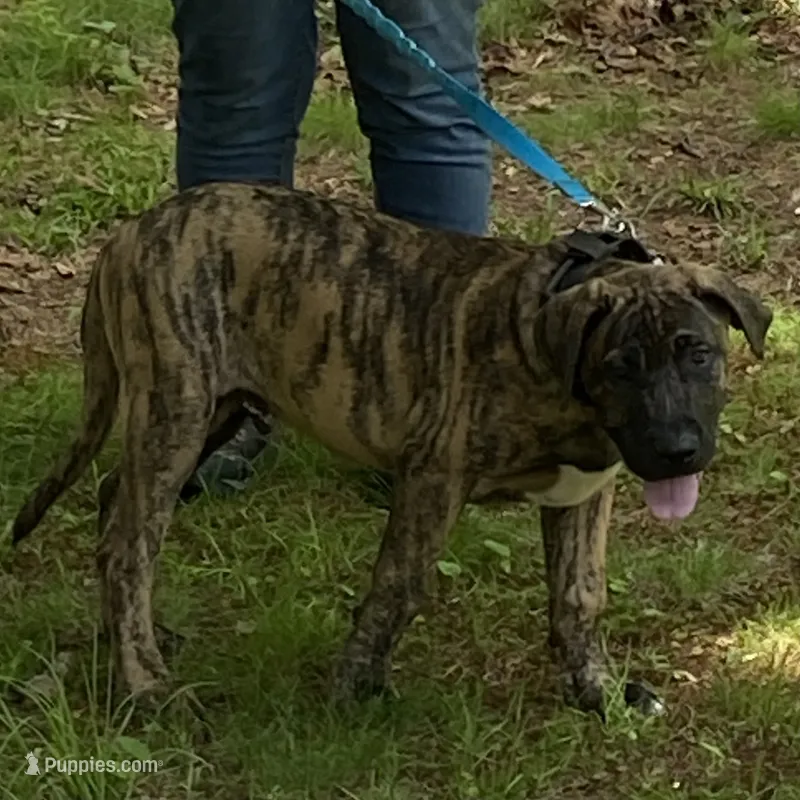 Luke – Perro de Presa Canario puppy for sale in Anson, ME