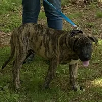 Luke, a male Perro de Presa Canario for sale in Anson, ME – 1 of 2