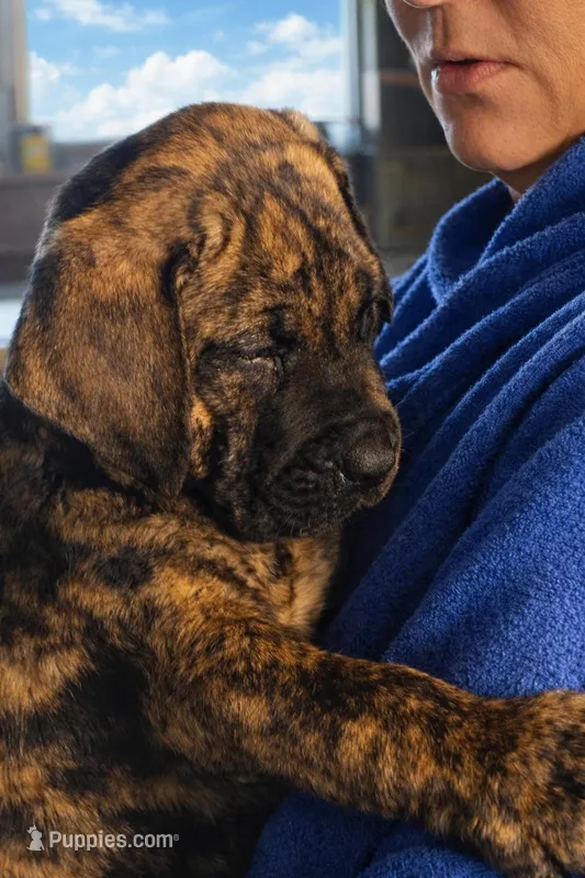 Sky – Perro de Presa Canario puppy for sale in Anson, ME