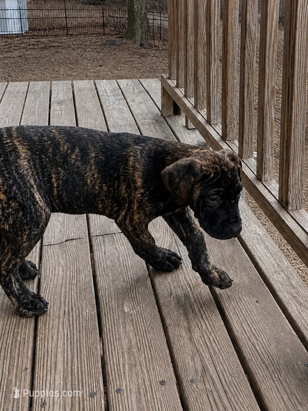 Ebony – Perro de Presa Canario puppy for sale in Anson, ME