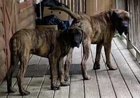 George, a male Perro de Presa Canario for sale in Anson, ME – 1 of 2