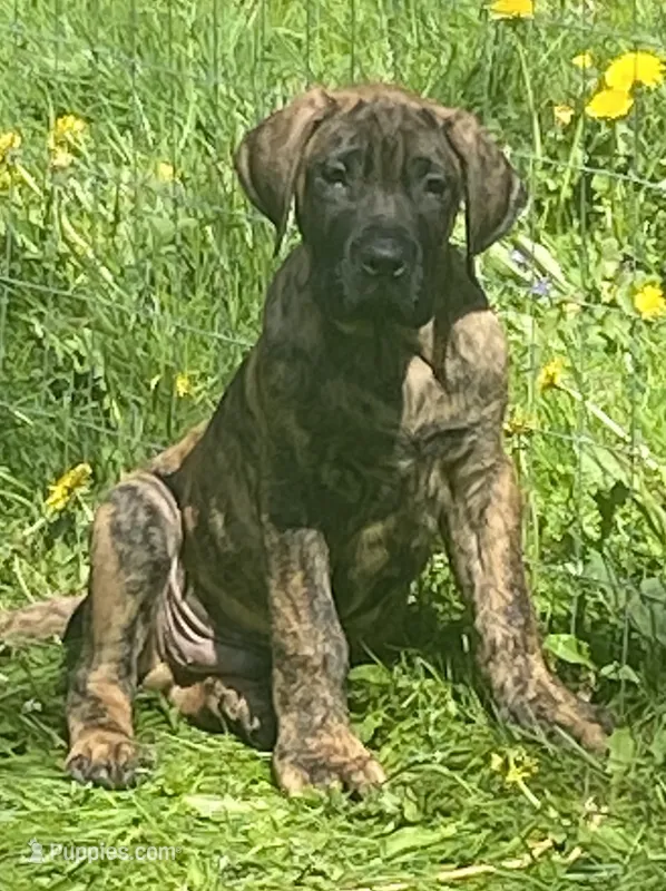 Maximus – Perro de Presa Canario puppy for sale in Anson, ME