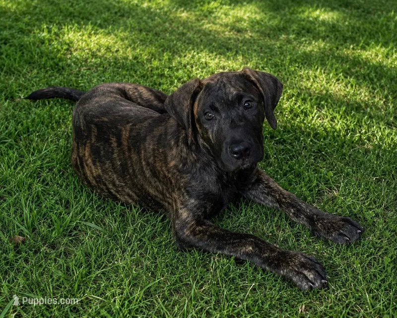 Athena – Perro de Presa Canario puppy for sale in Anson, ME