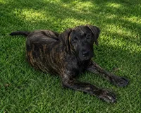 Athena, a female Perro de Presa Canario for sale in Anson, ME – 1 of 1