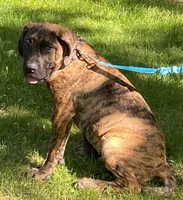 Maximus, a male Perro de Presa Canario for sale in Anson, ME – 2 of 3