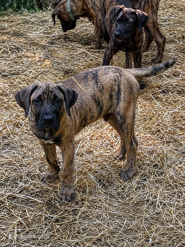 Dakota  – Perro de Presa Canario puppy for sale in Anson, ME