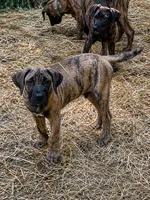 Dakota , a male Perro de Presa Canario for sale in Anson, ME – 1 of 1
