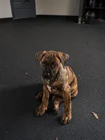 Diesel, a male Perro de Presa Canario for sale in Anson, ME – 1 of 1