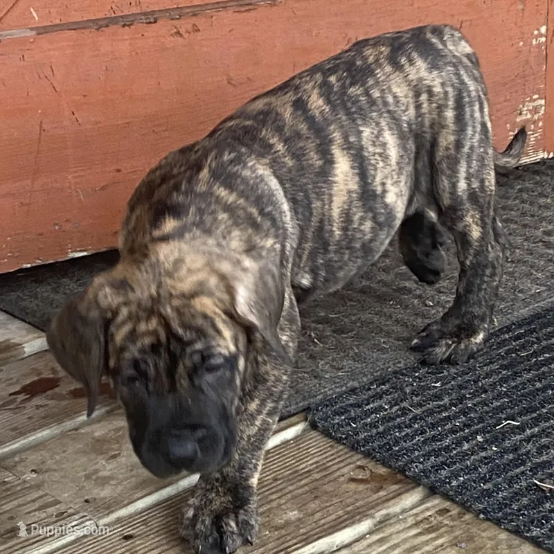 Max – Perro de Presa Canario puppy for sale in Anson, ME
