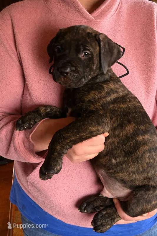 Max – Perro de Presa Canario puppy for sale in Anson, ME
