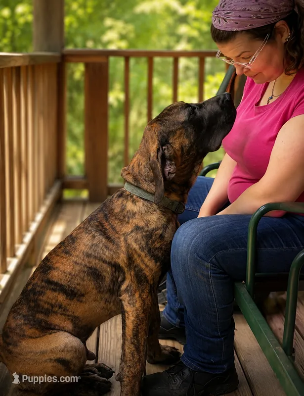 Jaxon – Perro de Presa Canario puppy for sale in Anson, ME