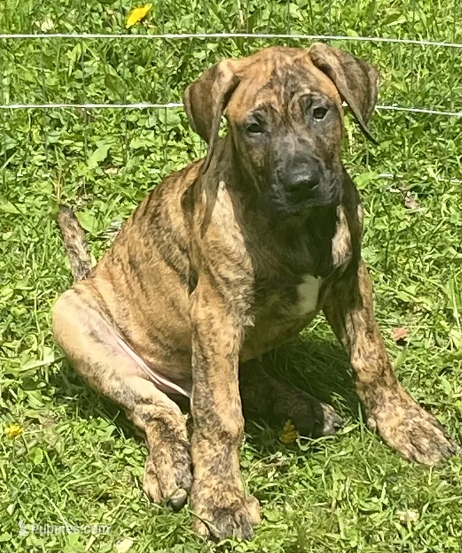 Diesel – Perro de Presa Canario puppy for sale in Anson, ME