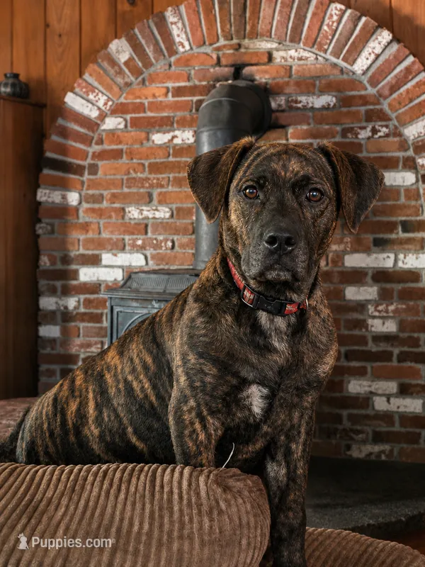 Athena – Perro de Presa Canario puppy for sale in Anson, ME