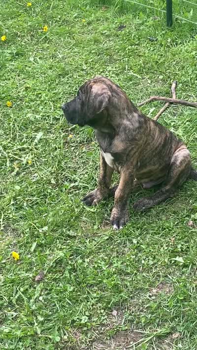 Luke, a male Perro de Presa Canario for sale in Anson, ME – 2 of 2