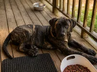 Jake, a male Perro de Presa Canario for sale in Anson, ME – 2 of 2