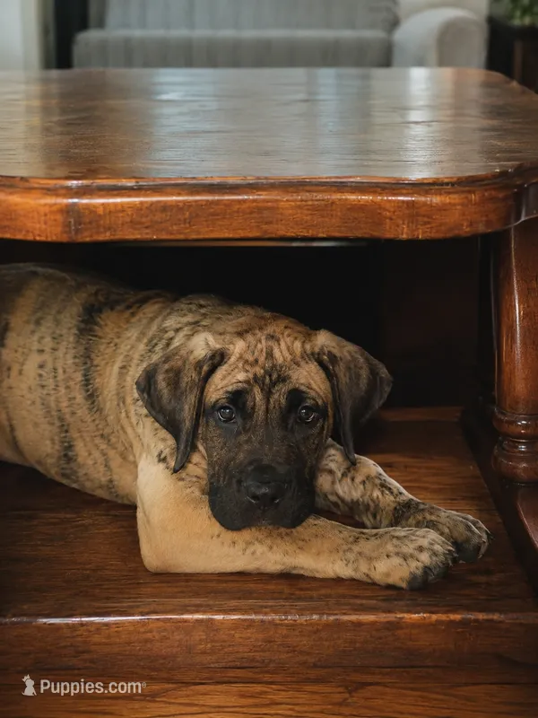 Dakota – Perro de Presa Canario puppy on hold in Anson, ME