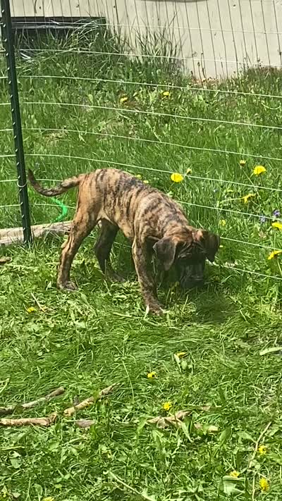 Jaxon, a male Perro de Presa Canario for sale in Anson, ME – 2 of 2