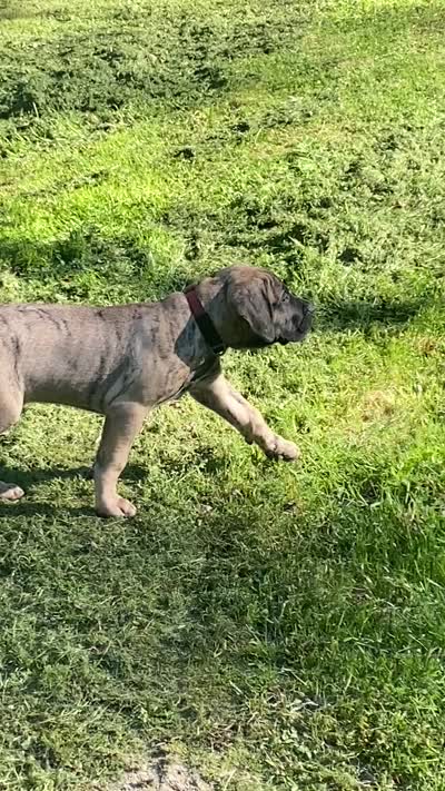 Duke, a male Perro de Presa Canario for sale in Anson, ME – 2 of 2