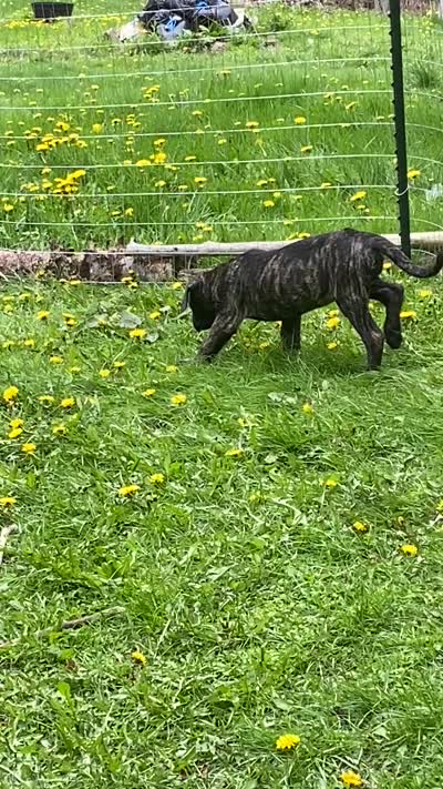 Ebony, a female Perro de Presa Canario for sale in Anson, ME – 2 of 2