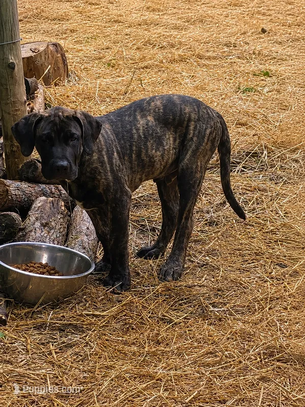 Jake – Perro de Presa Canario puppy for sale in Anson, ME