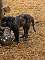 Jake, a male Perro de Presa Canario for sale in Anson, ME – 1 of 1