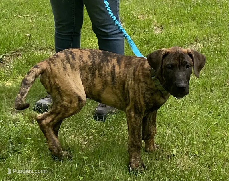 Jaxon – Perro de Presa Canario puppy for sale in Anson, ME