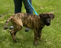 Jaxon, a male Perro de Presa Canario for sale in Anson, ME – 1 of 1