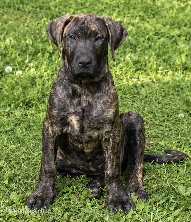 Ebony – Perro de Presa Canario puppy for sale in Anson, ME
