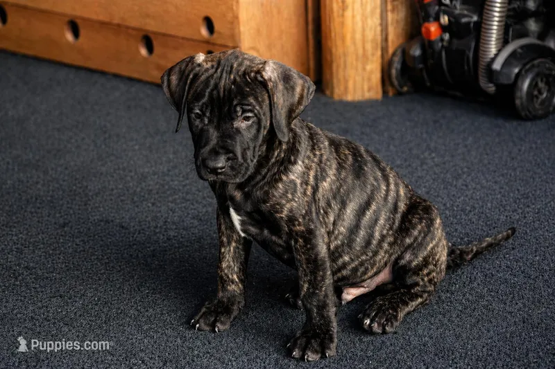 Jake – Perro de Presa Canario puppy for sale in Anson, ME