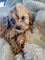 Tom, a male Cavapoo and Cavalier King Charles Spaniel for sale in West Concord, MN – Photo 2 of 3