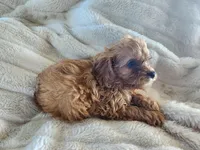 Tom, a male Cavapoo and Cavalier King Charles Spaniel for sale in West Concord, MN – Photo 3 of 3