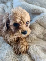 Tom, a male Cavapoo and Cavalier King Charles Spaniel for sale in West Concord, MN – Photo 1 of 3