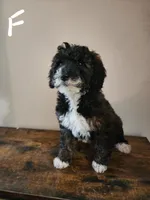 Sally, a female Bernese Mountain Dog and Bernedoodle for sale in West Concord, MN – Photo 4 of 4