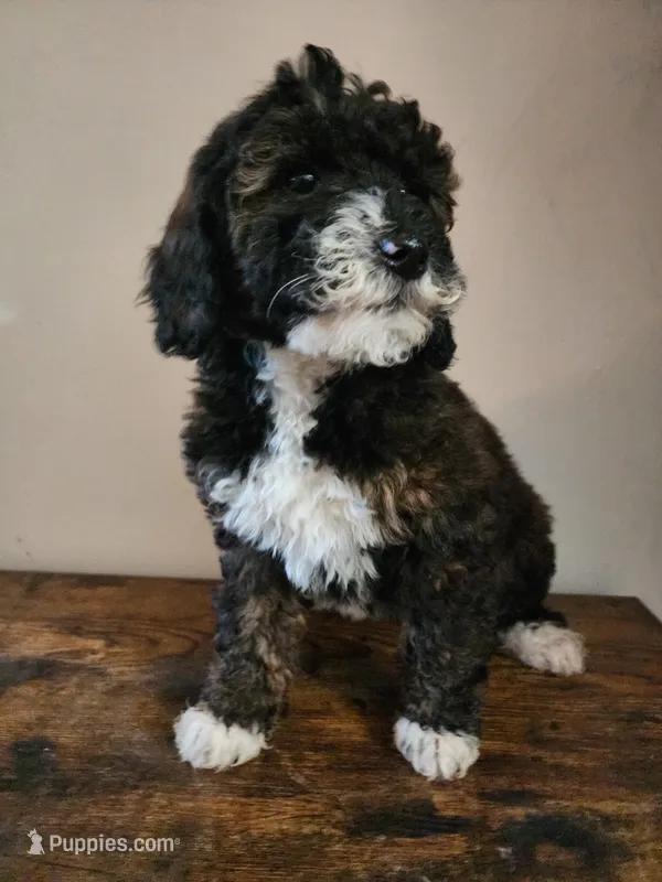 Sally – Bernese Mountain Dog, Bernedoodle puppy for sale in West Concord, MN