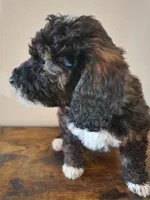 Sally, a female Bernese Mountain Dog and Bernedoodle for sale in West Concord, MN – Photo 2 of 4
