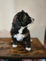 Sally, a female Bernese Mountain Dog and Bernedoodle for sale in West Concord, MN – Photo 3 of 4