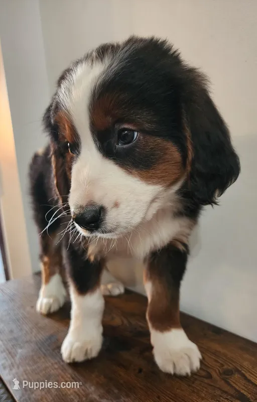 Henery – Bernese Mountain Dog, Bernedoodle puppy for sale in West Concord, MN