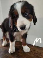 Henery, a male Bernese Mountain Dog and Bernedoodle for sale in West Concord, MN – Photo 2 of 4