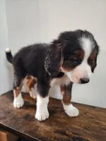 Henery, a male Bernese Mountain Dog and Bernedoodle for sale in West Concord, MN – Photo 4 of 4