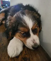 Dolly, a female Bernese Mountain Dog and Bernedoodle for sale in West Concord, MN – Photo 3 of 6