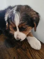 Dolly, a female Bernese Mountain Dog and Bernedoodle for sale in West Concord, MN – Photo 2 of 6
