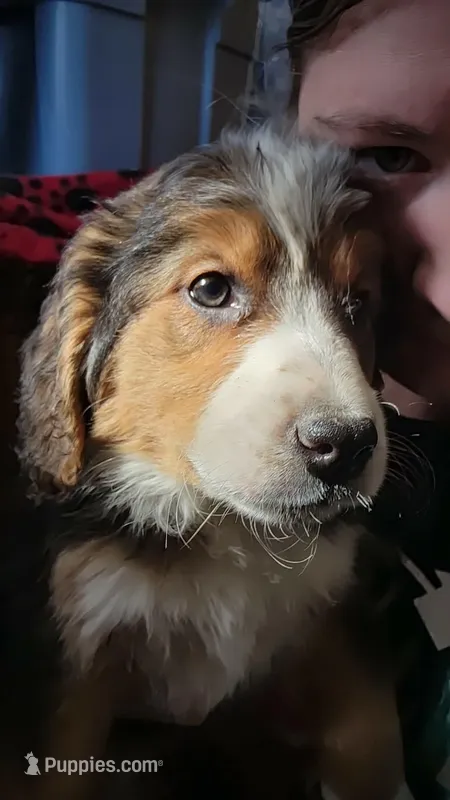 Dolly – Bernese Mountain Dog, Bernedoodle puppy for sale in West Concord, MN