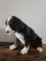 Dolly, a female Bernese Mountain Dog and Bernedoodle for sale in West Concord, MN – Photo 5 of 6