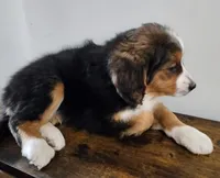 Dolly, a female Bernese Mountain Dog and Bernedoodle for sale in West Concord, MN – Photo 1 of 6