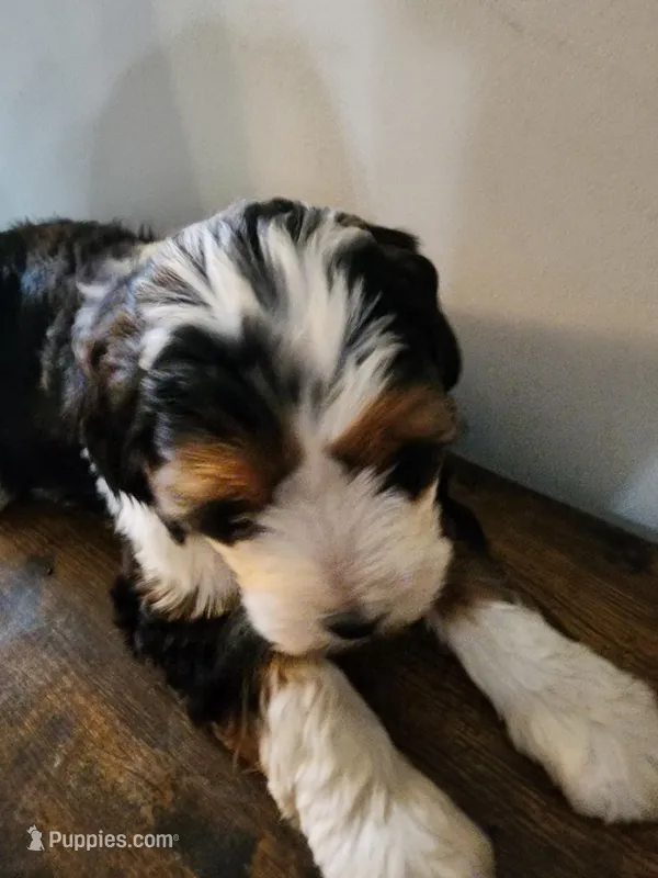 Rebbeca – Bernese Mountain Dog, Bernedoodle puppy for sale in West Concord, MN