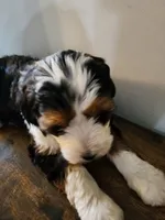 Rebbeca, a female Bernese Mountain Dog and Bernedoodle for sale in West Concord, MN – Photo 1 of 5