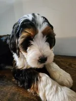 Rebbeca, a female Bernese Mountain Dog and Bernedoodle for sale in West Concord, MN – Photo 3 of 5