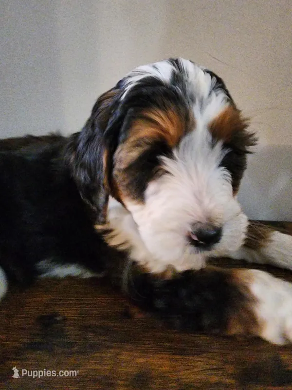 Rebbeca – Bernese Mountain Dog, Bernedoodle puppy for sale in West Concord, MN