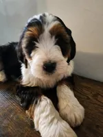 Rebbeca, a female Bernese Mountain Dog and Bernedoodle for sale in West Concord, MN – Photo 2 of 5
